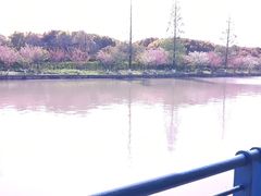 -高东镇樱花园