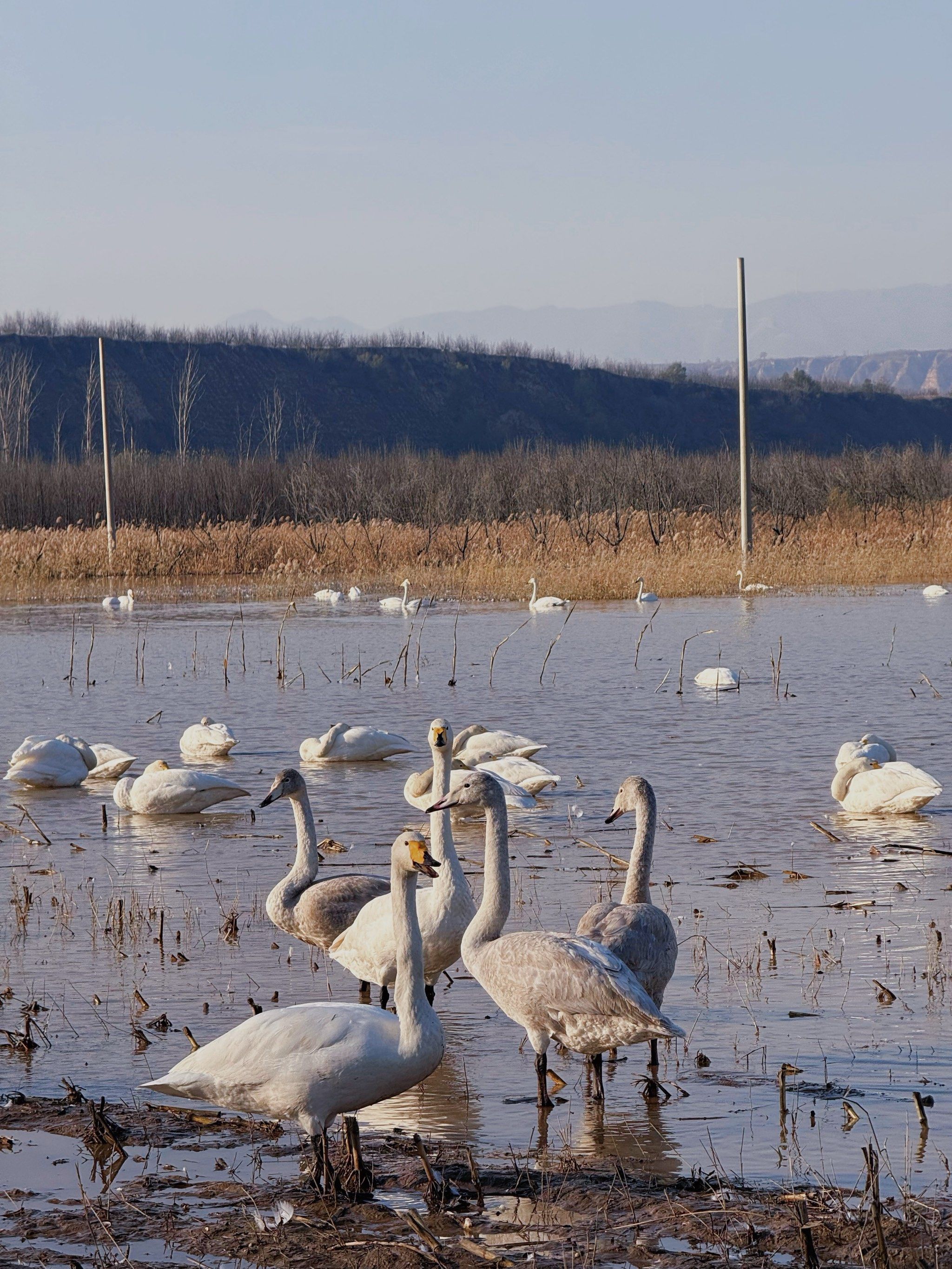 快来河南三门峡赶西伯利亚大白天鹅咯!🦢