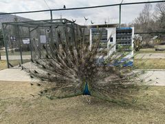 -横道河子东北虎林园