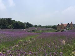 -大塘金香草谷