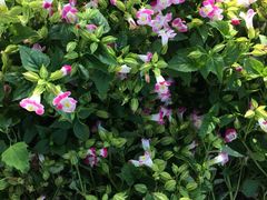 -北纬44度·金珠花海休闲农业旅游景区