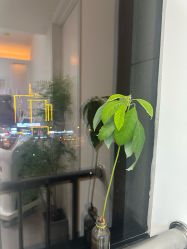 -小梨·OndaPro·专业脱毛连锁机构