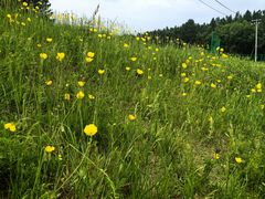 -塞罕坝国家级自然保护区