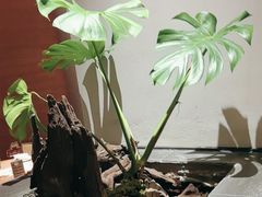 -雲說·花(西宸天街店)