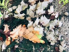 -广州神农草堂中医药博物馆