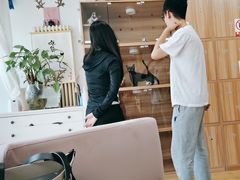 -喵百万·布偶·蓝金金渐层英短·猫舍(百子湾店)