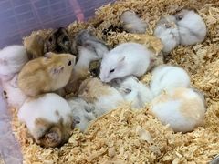 -犀浦夜市第一家麻辣烫