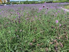 -北川羌城旅游区