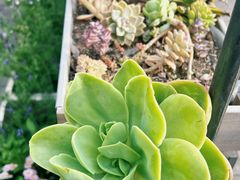 -北马山庄植趣咖啡