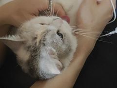 -御宝贝·A梦猫科宠物医院(国际猫友好医院)
