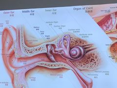 -自然之声助听器·呼吸机(康桥旗舰店)