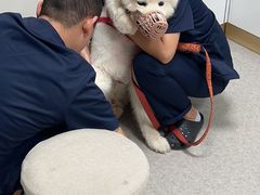 -喜多萌中农锦绣动物医院24H·猫科·牙科MRI·CT
