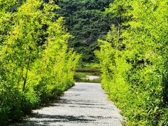 -钟山水墨田园