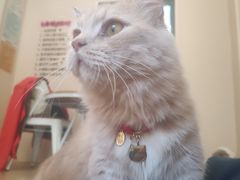 -唐小姐の私宠·宠物洗护美容·撸猫馆·购宠(周浦万达旗舰店)