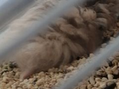 -我爱猫咪·猫咖·狗咖·安哥拉兔·羊驼咖(小寨华旗店)