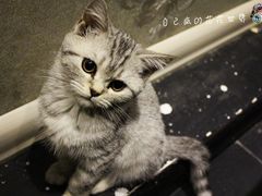 IMG_9163_副本-吱咖啡西式简餐