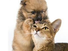 光景动物医院-瑞派动物医院·绝育·犬猫全科·预防医学(光景江南中店)