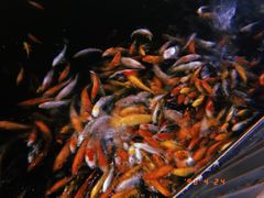 -大门水乡·顺德菜