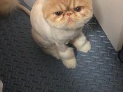 -喵百万·布偶·蓝金金渐层英短·猫舍(百子湾店)