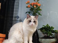 -喵百万·布偶·蓝金金渐层英短·猫舍(百子湾店)