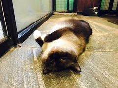 -猫咪博物馆(顶澳仔猫街店)
