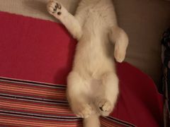 -猫大福·Fortune Cat猫舍(百子湾店)