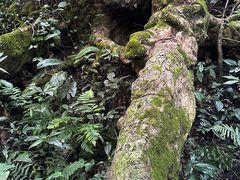 -西双版纳原始森林公园