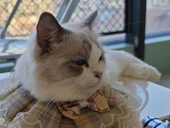 -怪兽屋·羊驼·猫咖·狗咖(俊华广场店)