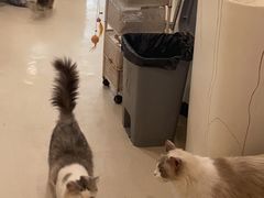 -共舞时光猫咖·狗咖(新街口店)