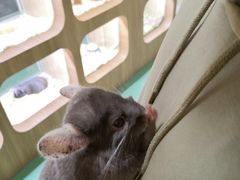 -藦茜花园宠物主题亲子互动体验馆(国顺东路店)