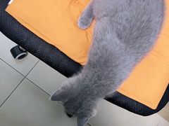 -宠福鑫康馨动物医院·骨科·眼科