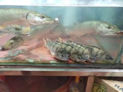 -新疆风味冷水鱼庄(友谊峰路店)