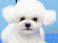 -瑞鹏宠物医院犬猫全科(真大分院)