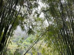-鼎湖山风景区