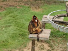 -西霞口神雕山野生动物世界
