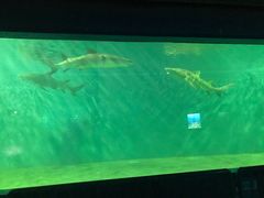 -北戴河圣蓝海洋公园