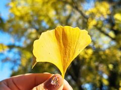 -三里屯东五街银杏大道