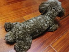 -芭比堂宠物医院·全科爱猫医院·仁德分院