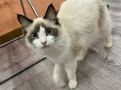 -BABIT巴比特宠物(MOMOPARK店)