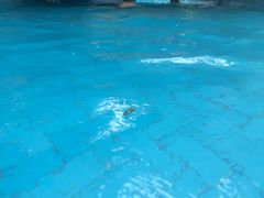 -重庆海昌加勒比海水世界