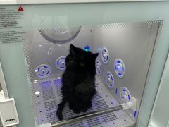 -爱洗澡的猫(望京店)