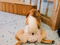 -逗柴咖啡屋·狗咖猫咖宠物桌游
