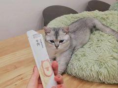 -有喵·猫咖·狗咖·30几只猫10只小狗(岗厦店)