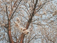 -桃花堤公园