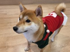 -南京Hallo宠物乐园·哈罗犬舍·柴犬繁育基地