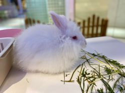 -Moni星球萌宠·小马宝莉·灵蛇·高端高阶全萌宠互动体验俱乐部(红豆国际广场店)
