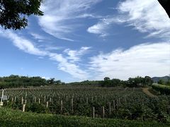 -北京张裕爱斐堡酒庄