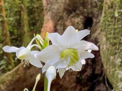 -莫里热带雨林景区