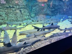-烟台海昌鲸鲨海洋公园