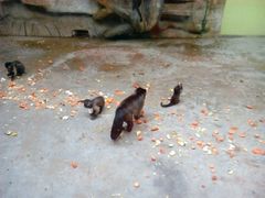 android_upload_pic-石家庄市动物园